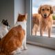 Airbnb and co : chiens guides encouragés mais pas de loi!