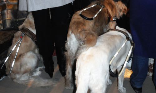 Chiens-guides : la ministre saisit le sujet par le collier