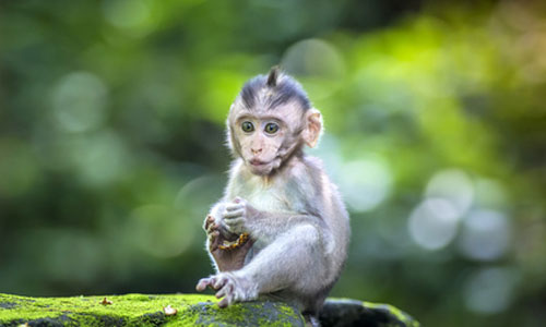 Illustration article Des chercheurs chinois créent des singes "autistes"