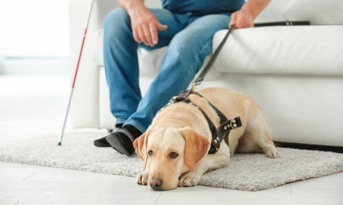 Un chien guide, l’air triste, couché aux pieds de son maître assis sur le canapé