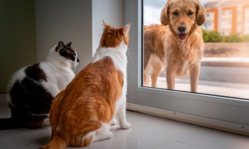 2 chats devant une fenêtre observent un chien laissé dehors.