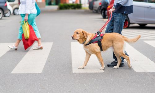 Illustration article Les Anglais confrontés à une pénurie de chiens guides