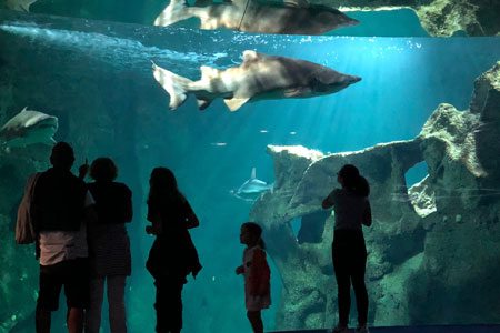 Aquarium La Rochelle: une immersion fascinante et accessible