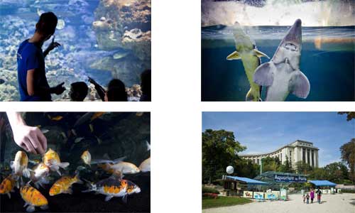 Illustration article Aquarium de Paris tout handicap un mercredi par mois