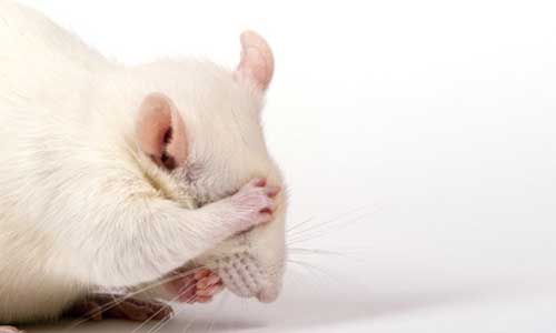 Illustration article Paraplégique attaquée par des rats : sans suite !