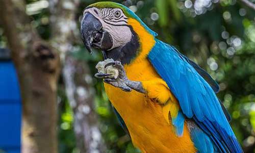 Aveugle : chemin sonore pour "voir" les oiseaux en Colombie