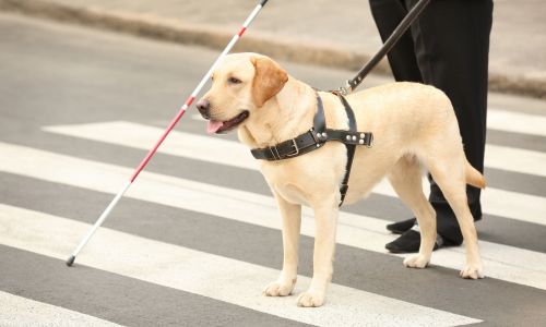 Un chien guide (labrador blanc) aide une personne aveugle à traverser la rue.