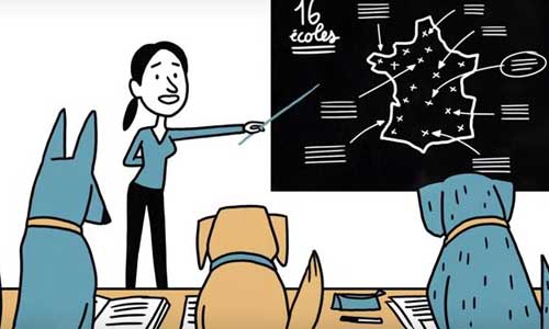 Illustration article Campagne chien-guide : en finir avec les refus !