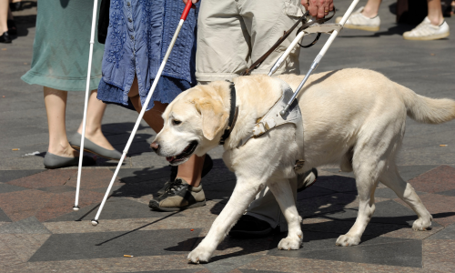 chien guide dans la rue