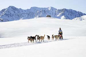 Illustration article Chiens de traîneau : 10 mushers handicapés au sommet 