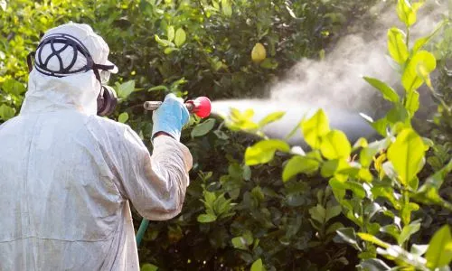 Un homme portant un masque d&eacute;sinsectise une plantation