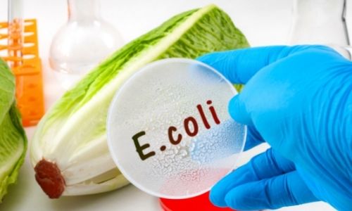 Illustration article Contaminés par la bactérie E.Coli : des impacts invalidants!