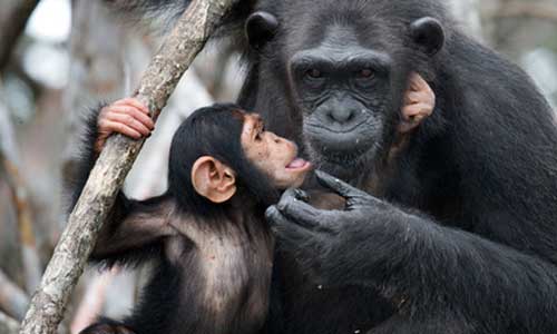 Illustration article Les chimpanzés face au handicap, une attention surprenante !