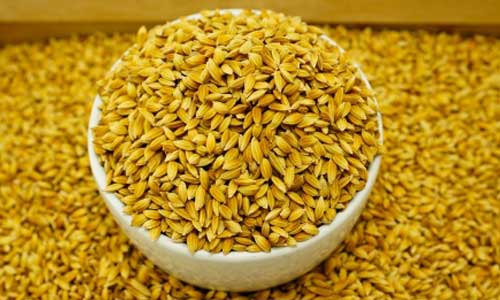 Illustration article Feu vert pour le riz doré : remède contre la cécité?