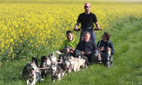 Illustration article À Fontainebleau, le chien de traîneau adapté au handicap