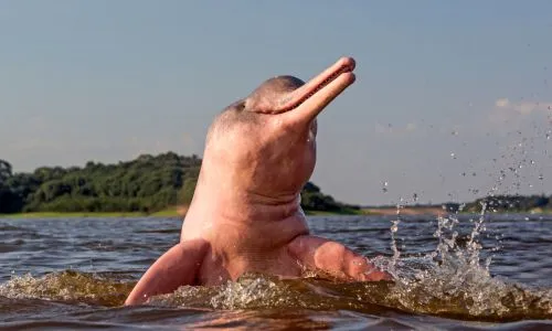Un dauphin rose sort la tête de l’eau dans le fleuve Amazone.