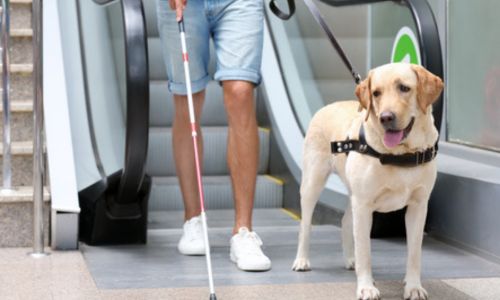 Handicap : les chiens guides encore trop souvent refusés 