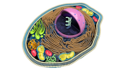 Schéma d'une cellule contenant un lysosome
