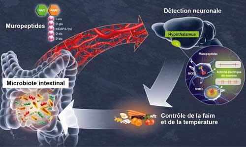 Illustration article Le microbiote, une clé pour guérir les maladies du cerveau?