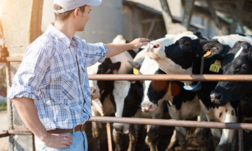 Illustration article Mieux aider les agriculteurs pour lever le tabou du handicap