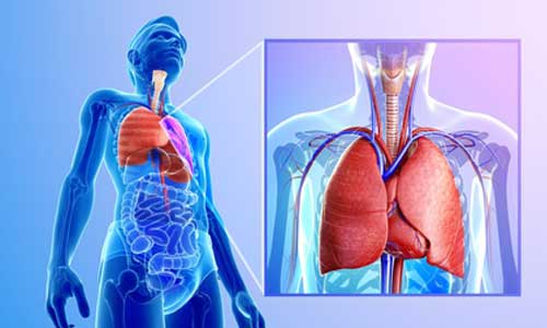 Illustration article Mucoviscidose : une centaine de greffes du poumon par an