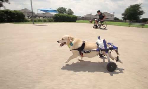 Illustration article Chien et maître en fauteuil roulant, la belle histoire