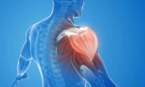 image du muscle de l'&eacute;paule