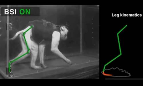 Illustration article Deux neuro-prothèses font remarcher des singes paralysés