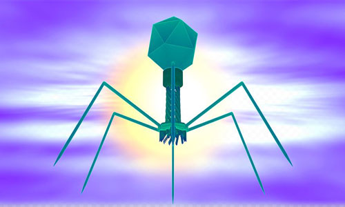 Illustration article Virus phages : remède en cas d'infection ? 