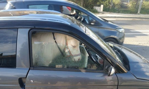 Illustration article Un poney d'équithérapie à bord d'une voiture sans permis 