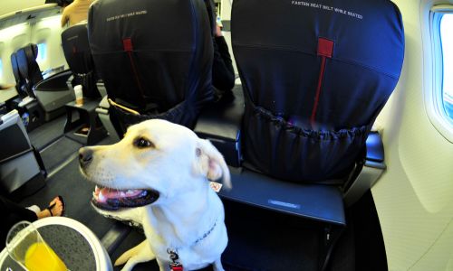 Voyager en avion avec son chien guide, quelles conditions? 