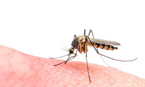 Illustration article Virus Zika : quel risque de handicap en Europe ? 