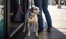 Chiens d'assistance dans les bus : un droit souvent contest&eacute;